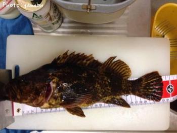 ¥¿¥±¥Î¥³¥á¥Ð¥ë