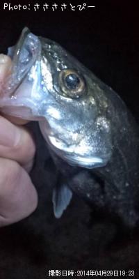 ��Х�������������Х�