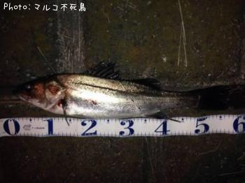 �����Х�