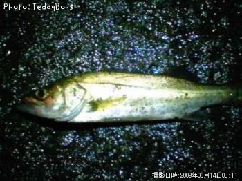 �����Х�