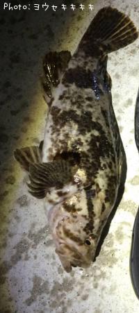 ¥¿¥±¥Î¥³¥á¥Ð¥ë