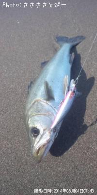 サーフシーバス