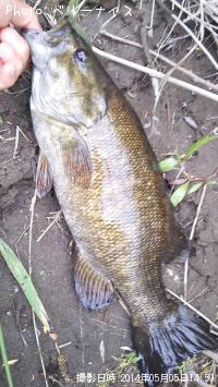 スモールマウスバス