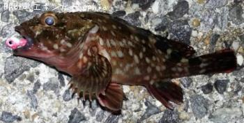 ���������ʥ������