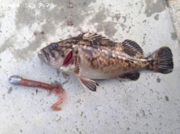 ¥Ù¥Ã¥³¥¦¥¾¥¤