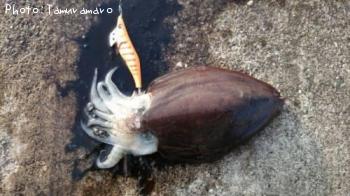 ��󥴥�����