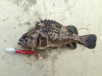 �٥å�������