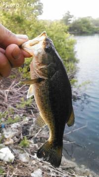 ¥Ö¥é¥Ã¥¯¥Ð¥¹