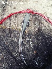 ¥³¥Ð¥ó¥¶¥á