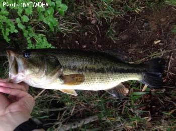 �֥�å��Х�