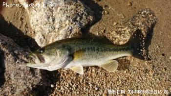 �֥�å��Х�