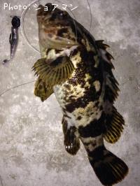 ¥Ù¥Ã¥³¥¦¥¾¥¤