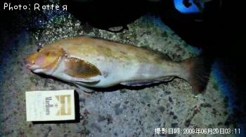 �����ʥ�