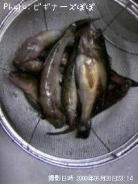 ��Х�����