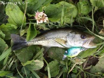 ¥Ö¥é¥Ã¥¯¥Ð¥¹