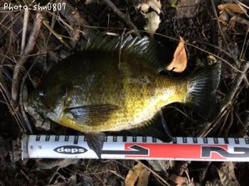 �֥롼����