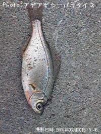 �����ʥ�