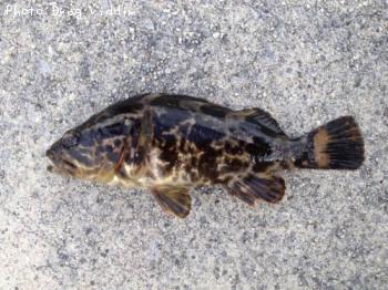 ¥¿¥±¥Î¥³¥á¥Ð¥ë