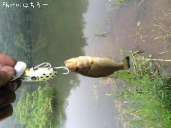 �֥�å��Х�