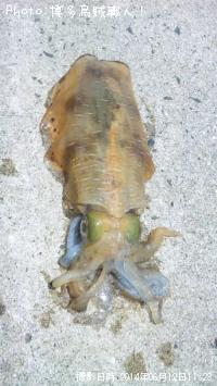 �����ꥤ��