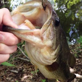 ¥Ö¥é¥Ã¥¯¥Ð¥¹