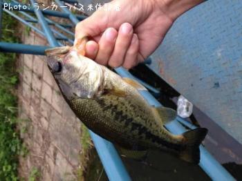 ¥Ö¥é¥Ã¥¯¥Ð¥¹