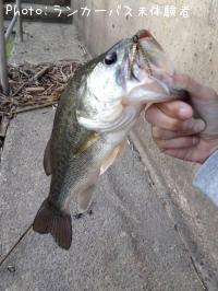 �֥�å��Х�