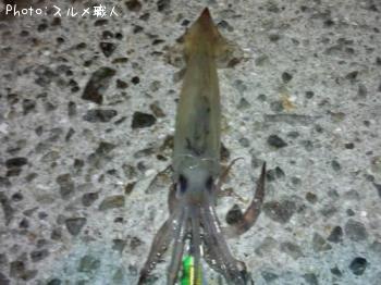 ����ᥤ��