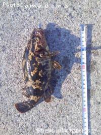 �٥å�������