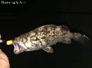 ¥Ù¥Ã¥³¥¦¥¾¥¤