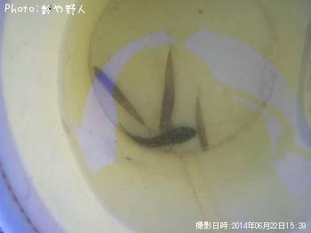 ¥¹¥´¥â¥í¥³