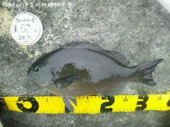 ÈøÄ¹¥á¥¸¥Ê