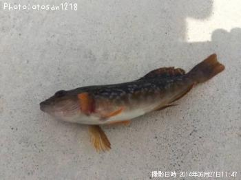 �����ʥ�