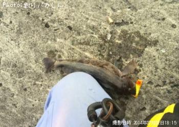 �����ʥ�