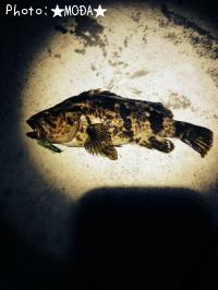 ¤Ù¤Ã¤³¤¦¥¾¥¤