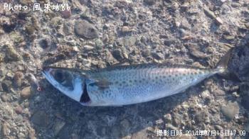 ���ޥ���