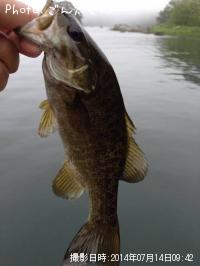 ¥¹¥â¡¼¥ë¥Þ¥¦¥¹¥Ð¥¹