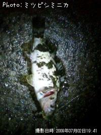 ¥¿¥±¥Î¥³¥á¥Ð¥ë