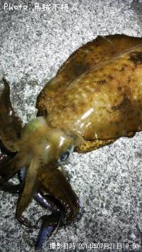 ¥¢¥ª¥ê¥¤¥«