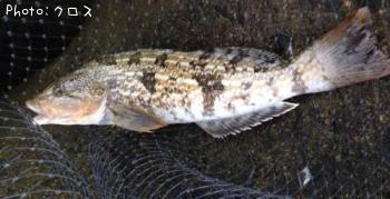 �����ʥ�