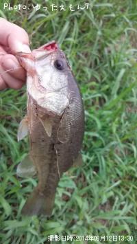 ¥Ö¥é¥Ã¥¯¥Ð¥¹