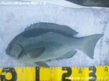 ÈøÄ¹¥á¥¸¥Ê