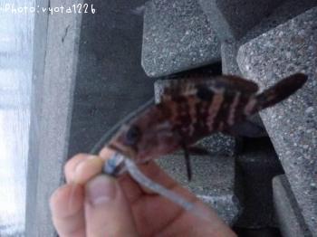 �����ϥ�