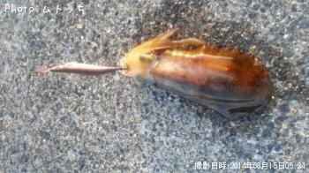 �����ꥤ��