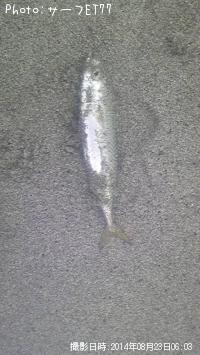 ¥·¥ç¥´¡õ¥µ¥Ð