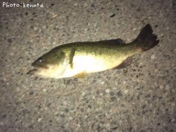 ¥Ö¥é¥Ã¥¯¥Ð¥¹