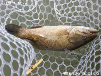 ¥¹¥â¡¼¥ë¥Þ¥¦¥¹¥Ð¥¹