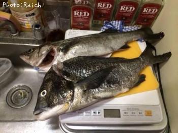 ¥·¡¼¥Ð¥¹¡¢¥Á¥Ì