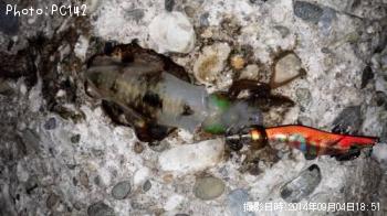 ¥¢¥ª¥ê¥¤¥«