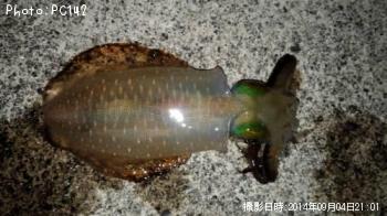 ¥¢¥ª¥ê¥¤¥«